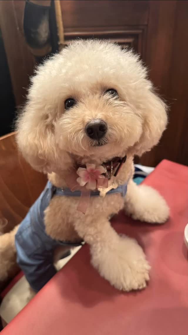 赤い椅子に立ち、赤いクロスのテーブルに前足を乗せたクリーム色のトイプードル。